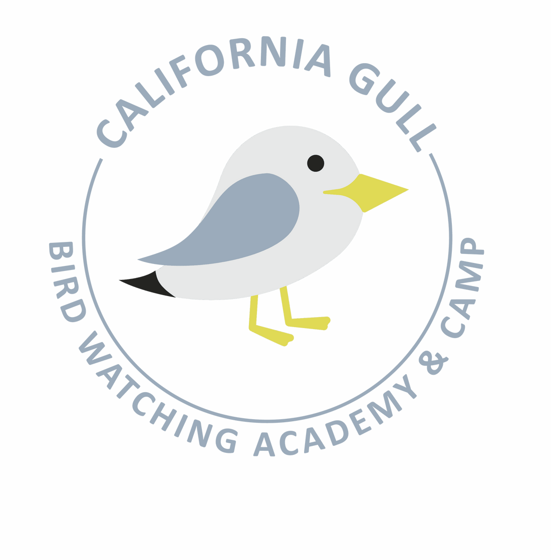 California Gull