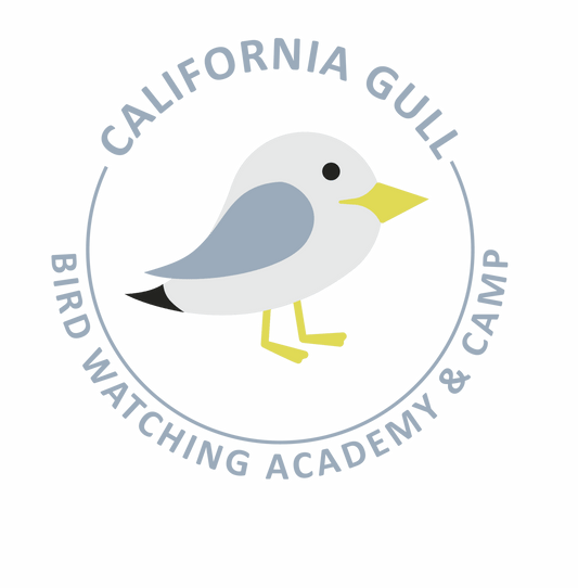 California Gull