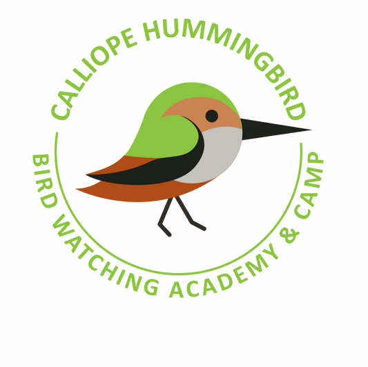 Calliope Hummingbird