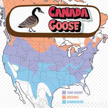 Goose Map Canadian Geese Migration – My Store
