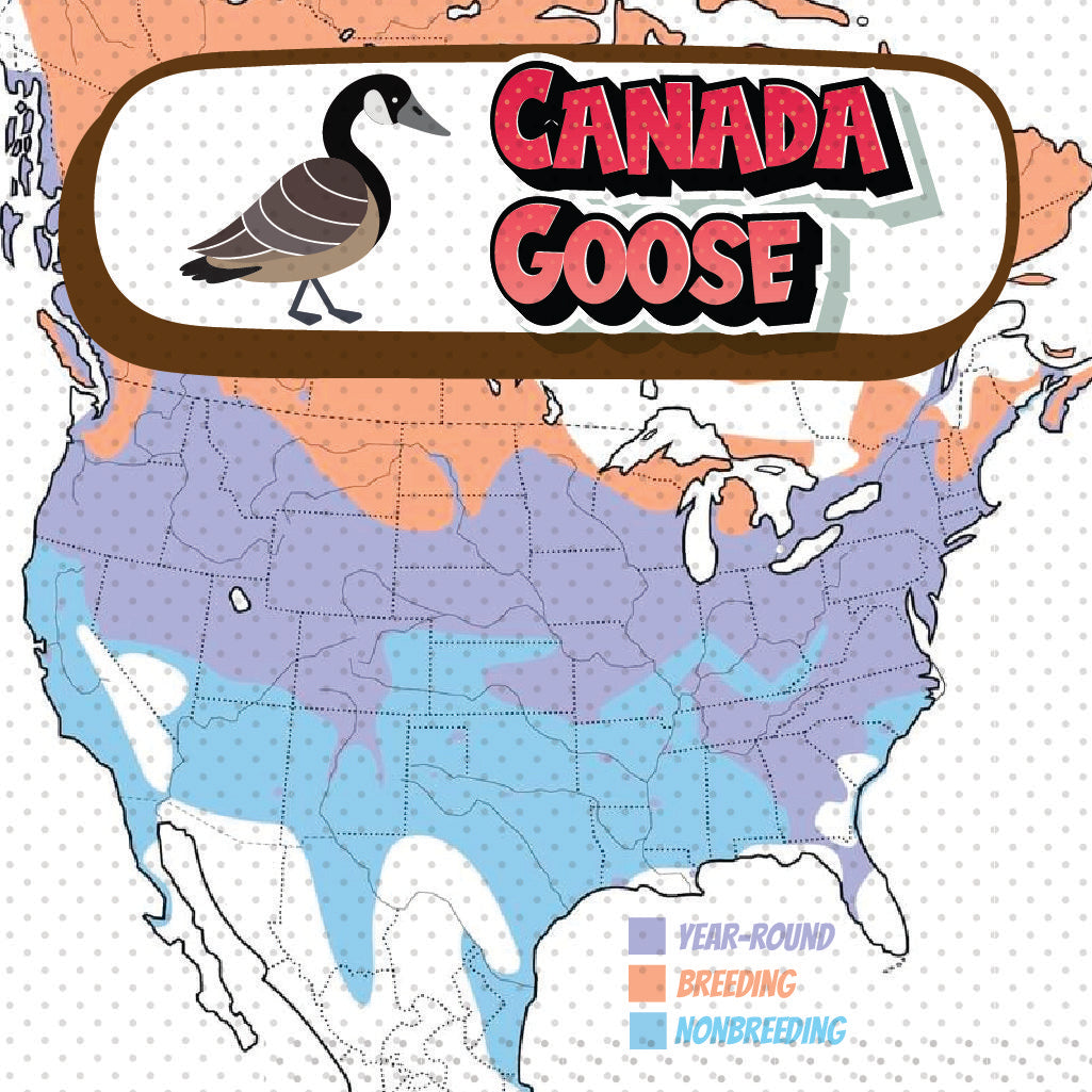 Canadian Geese Migration