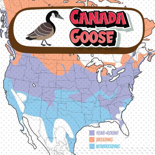 Canadian Geese Migration