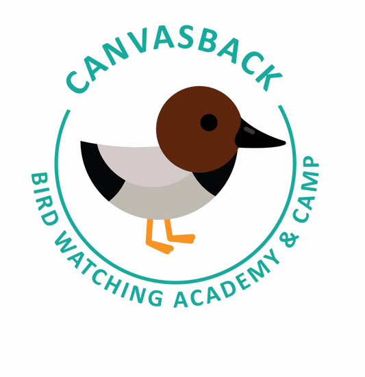 Canvasback