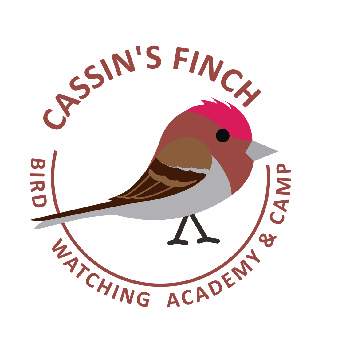 Cassin’s Finch
