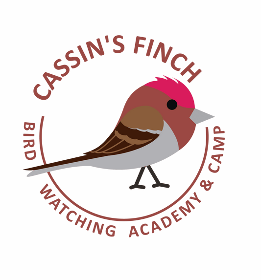 Cassin’s Finch