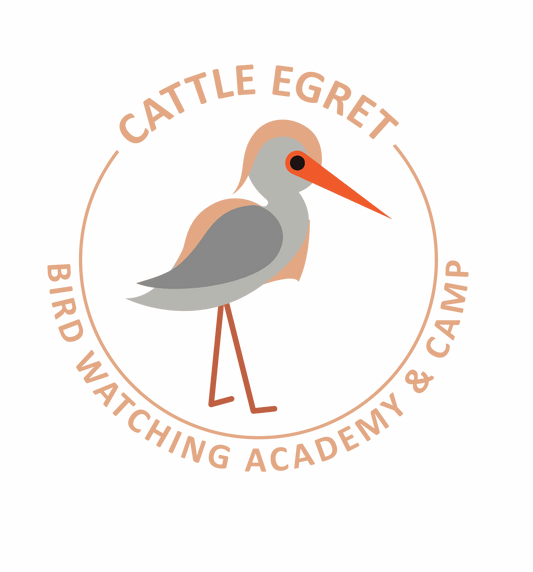 Cattle Egret