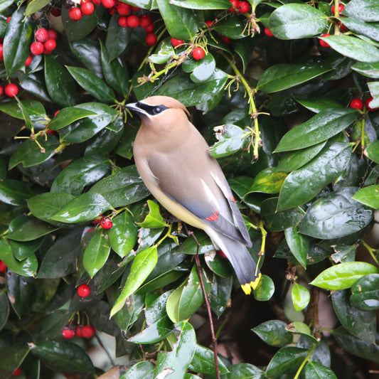 10 Amazing Facts About Cedar Waxwings