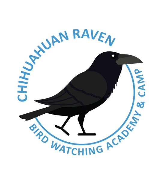 Chihuahuan Raven