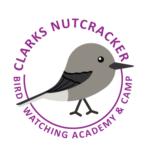 Clark's Nutcracker
