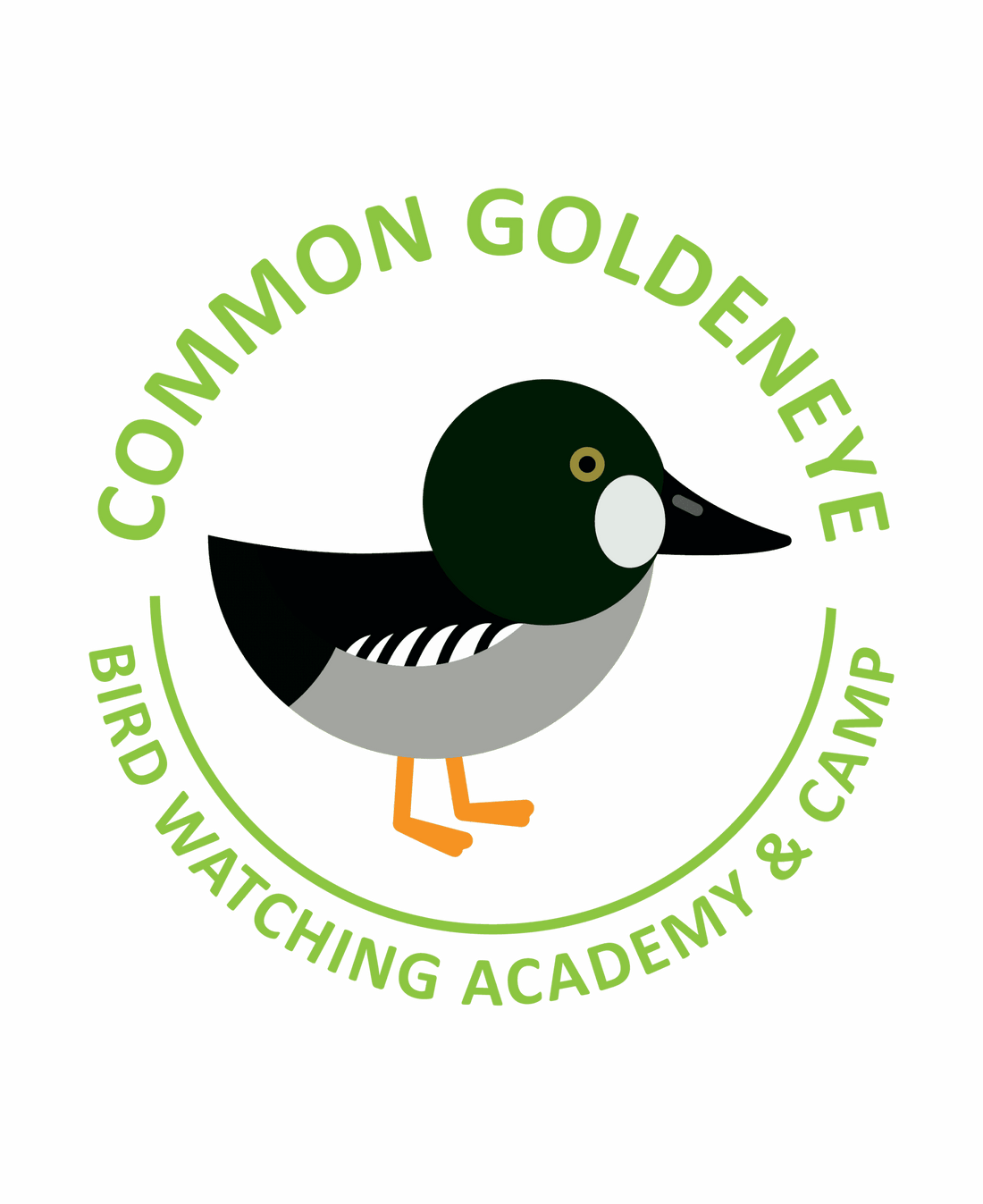 Common Goldeneye