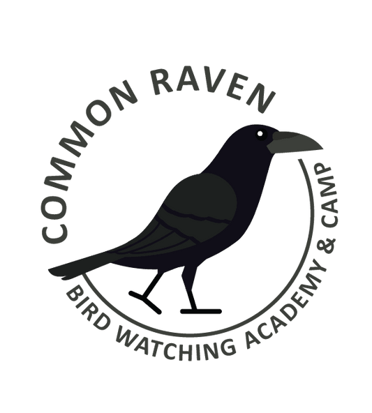 Common Raven