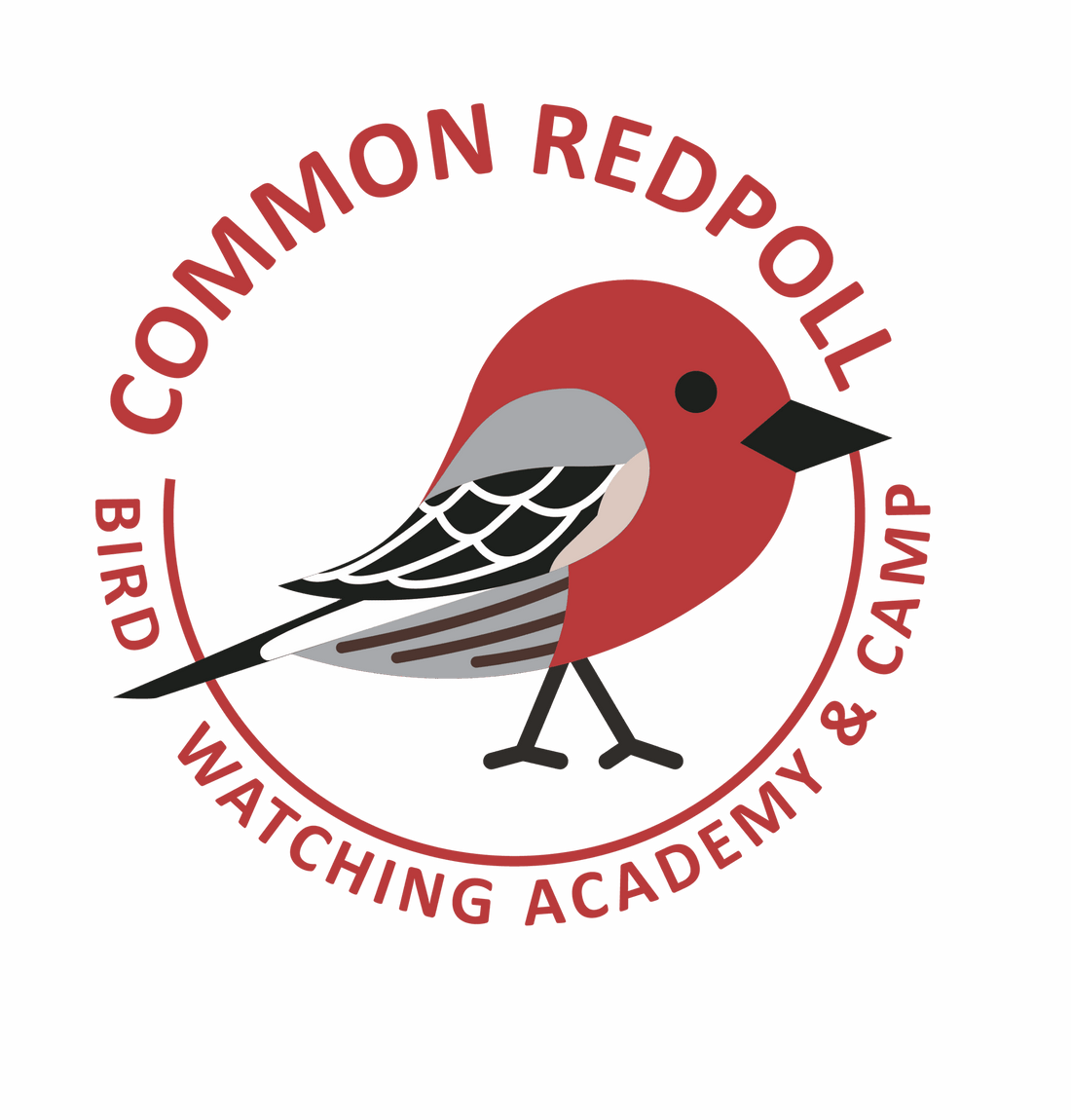 Common Redpoll