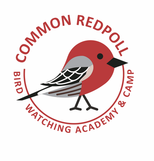 Common Redpoll