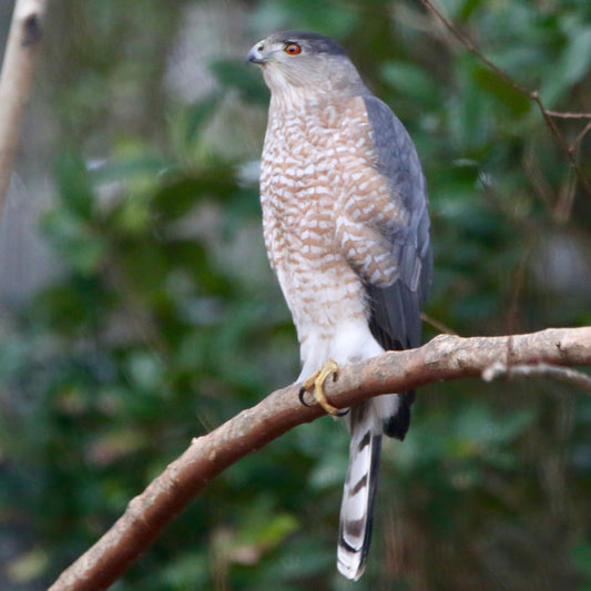 10 Amazing Facts About Cooper's Hawks