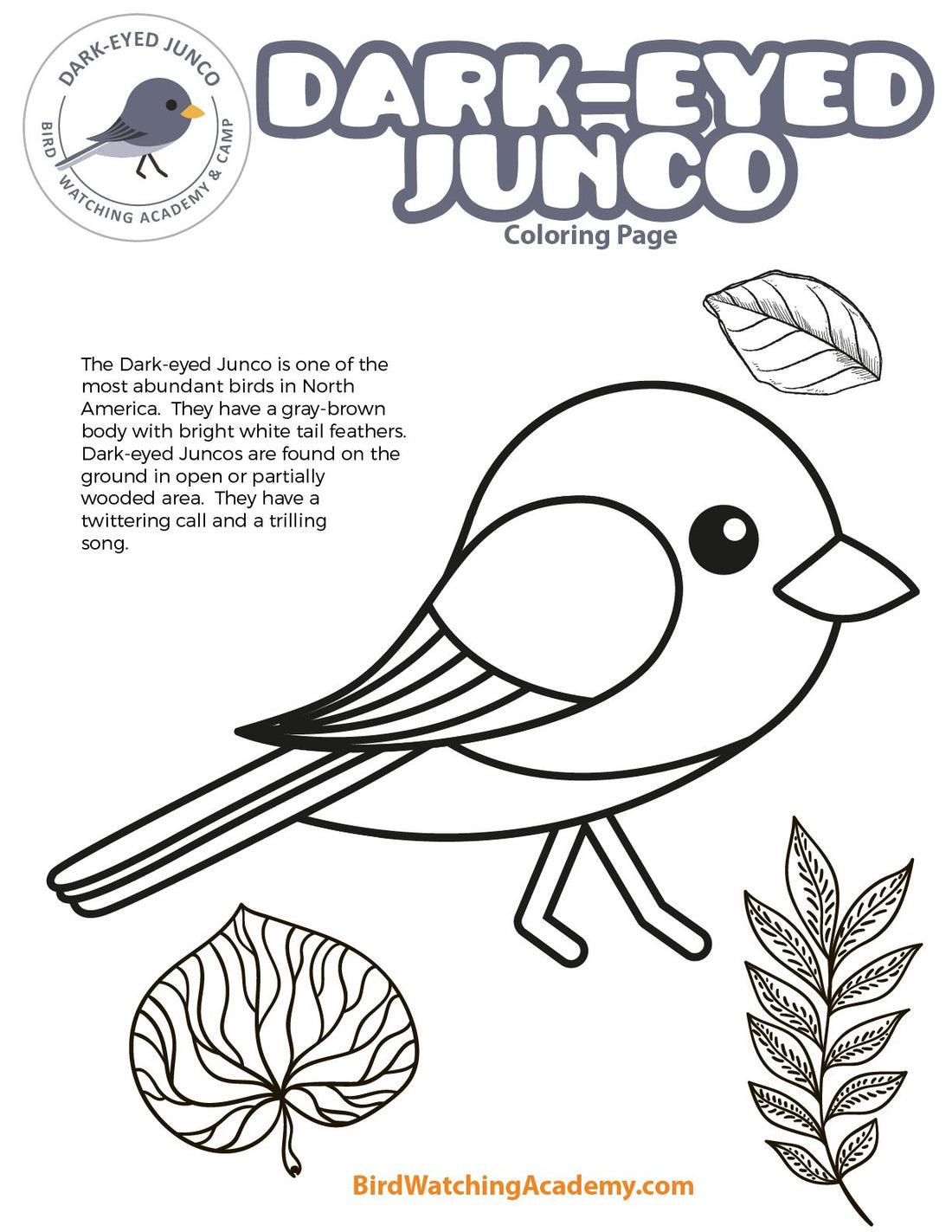 Dark-eyed Junco Coloring Page