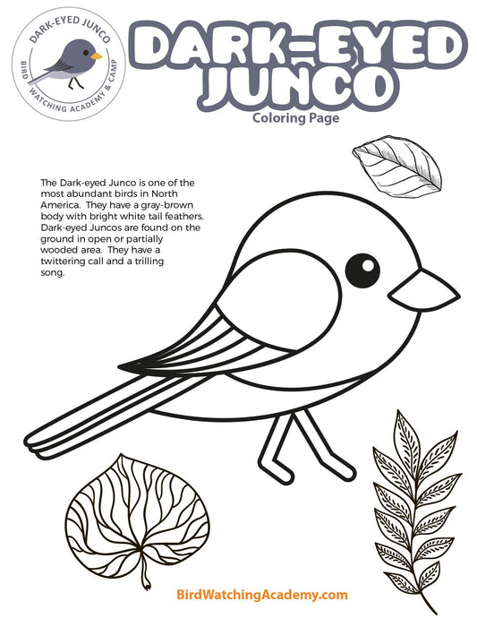 Dark-eyed Junco Coloring Page