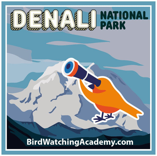 Bird Watching at Denali National Park