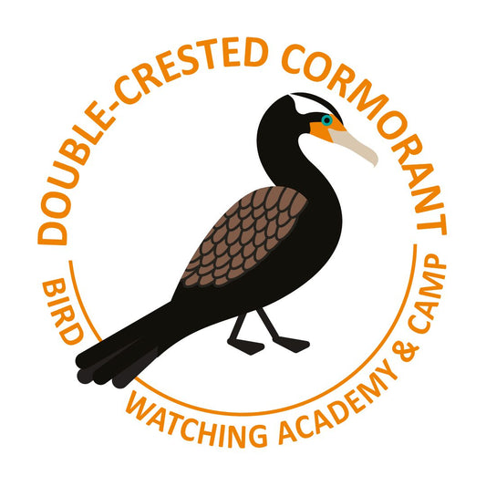 Double-crested Cormorant