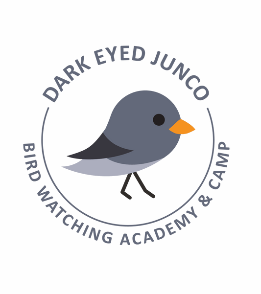 Dark-Eyed Junco
