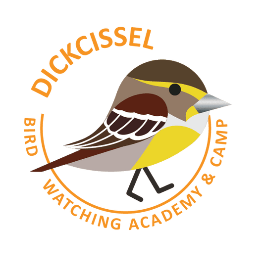 Dickcissel