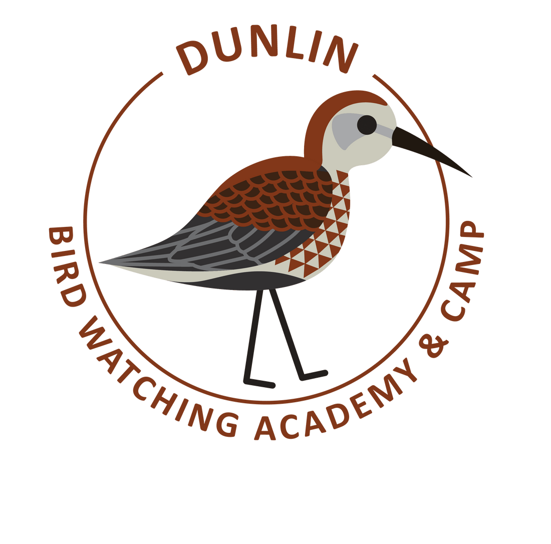 Dunlin