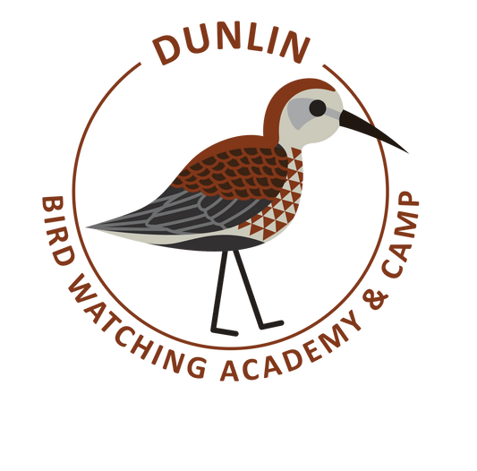 Dunlin