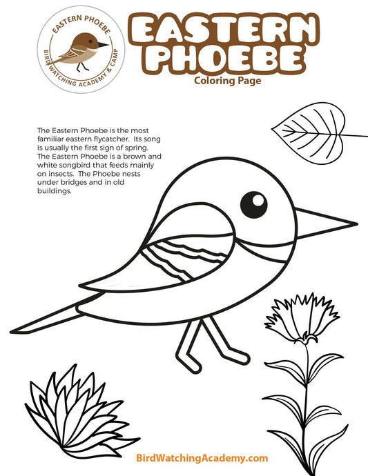 Eastern Phoebe Coloring Page