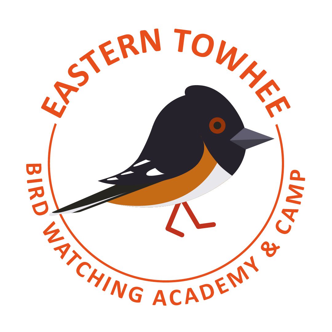 Eastern Towhee