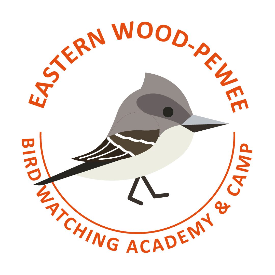 Eastern Wood-Pewee