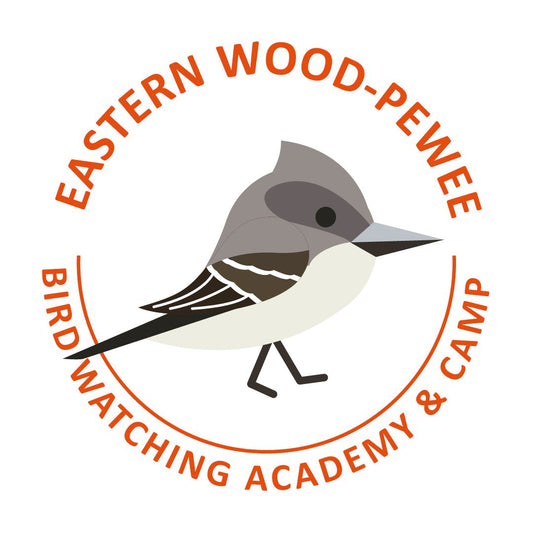Eastern Wood-Pewee