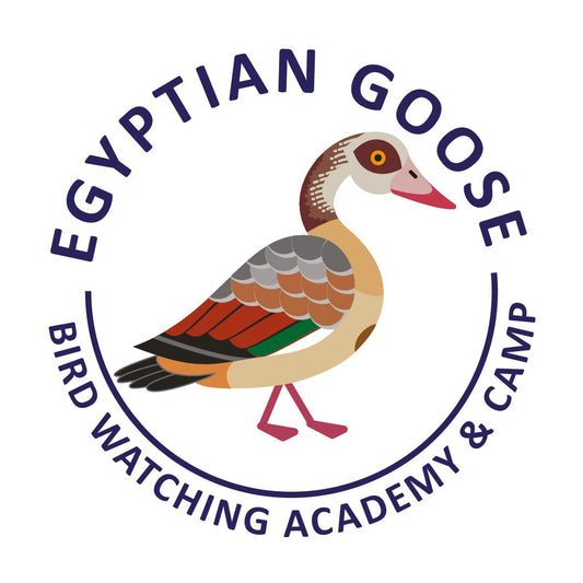 Egyptian Goose