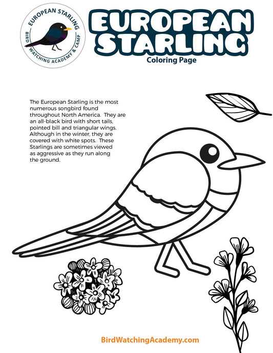 European Starling Coloring Page