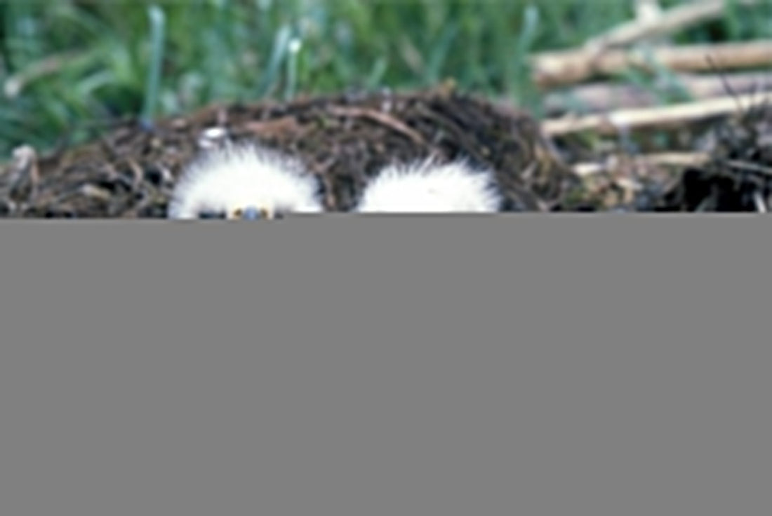 Bird Study Unit Lesson 7 Bird Babies