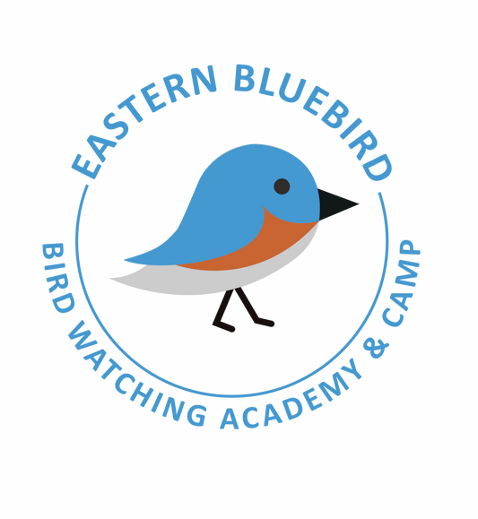 Eastern Bluebird
