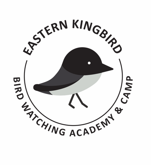 Eastern Kingbird
