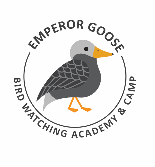 Emperor Goose