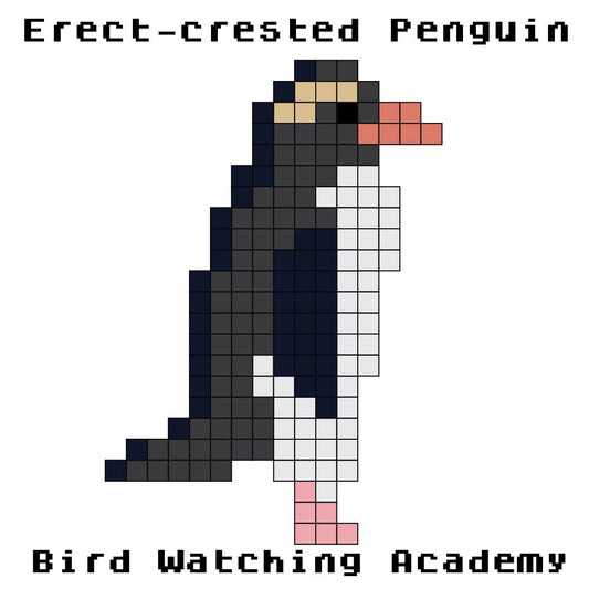10 Amazing Facts about Erect-crested Penguins