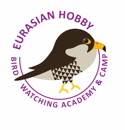 Eurasian Hobby