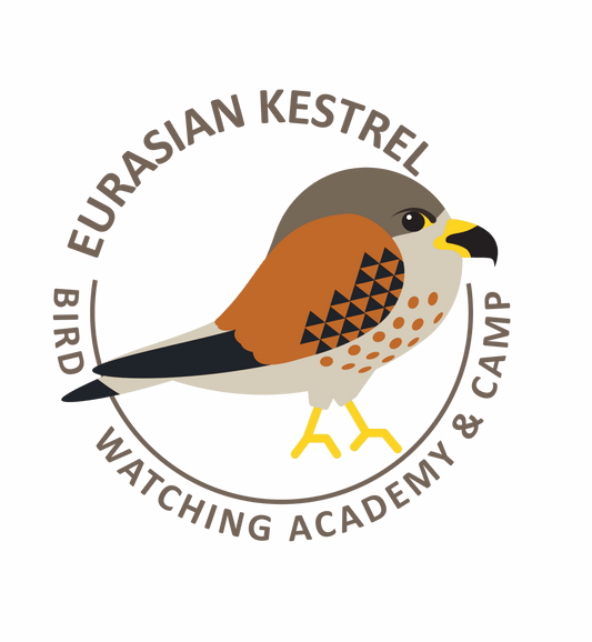 Eurasian Kestrel