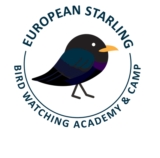 European Starling