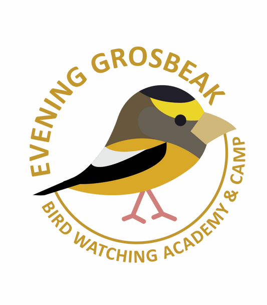 Evening Grosbeak