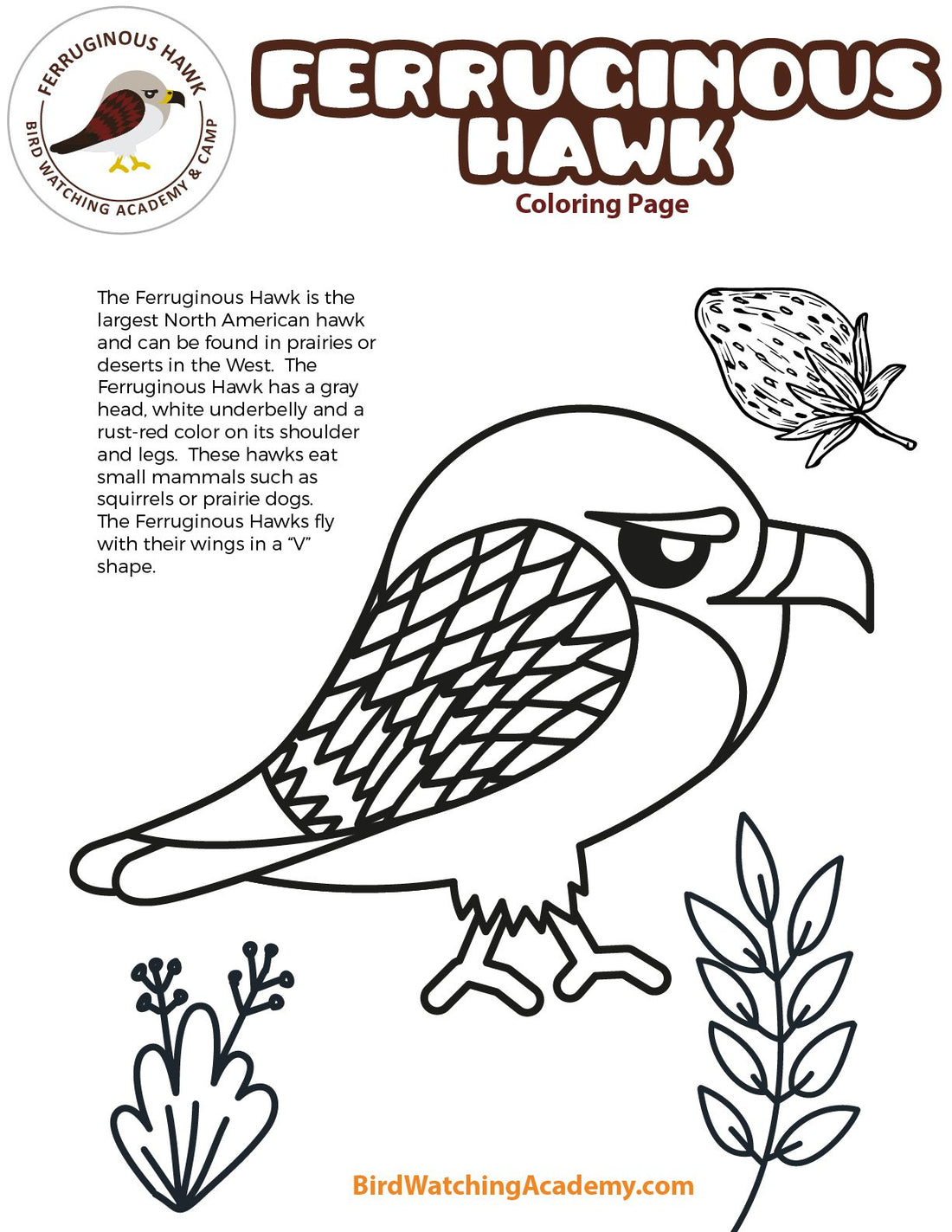 Ferruginous Hawk Coloring Page