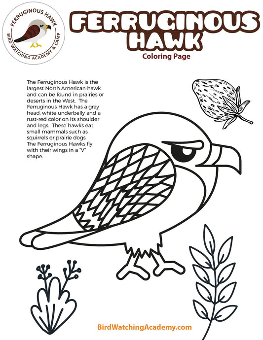 Ferruginous Hawk Coloring Page