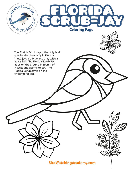 Florida Scrub-Jay Coloring Page