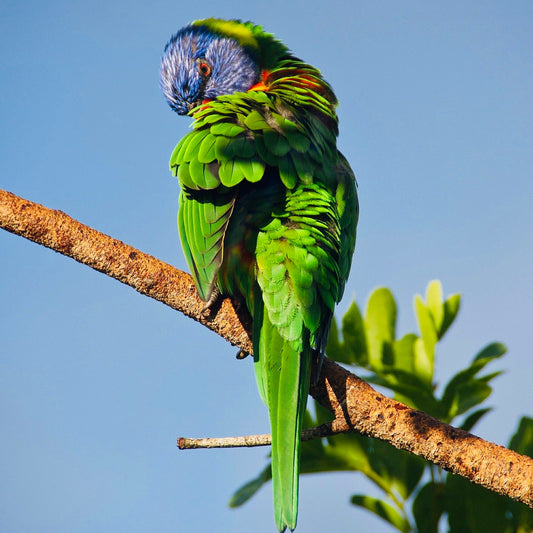 Bird Study Unit Lesson 3: Bird Feathers