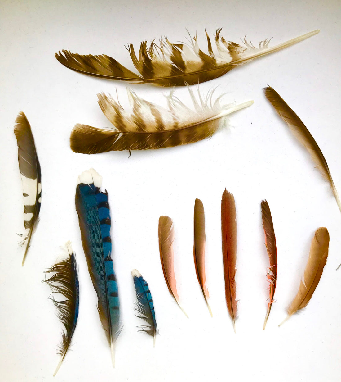 Everything You Need to Know About Feathers