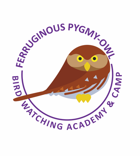 Ferruginous Pygmy-Owl