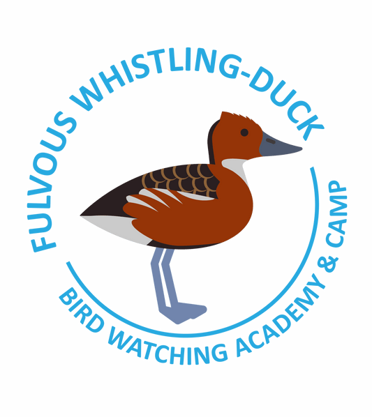 Fulvous Whistling-Duck