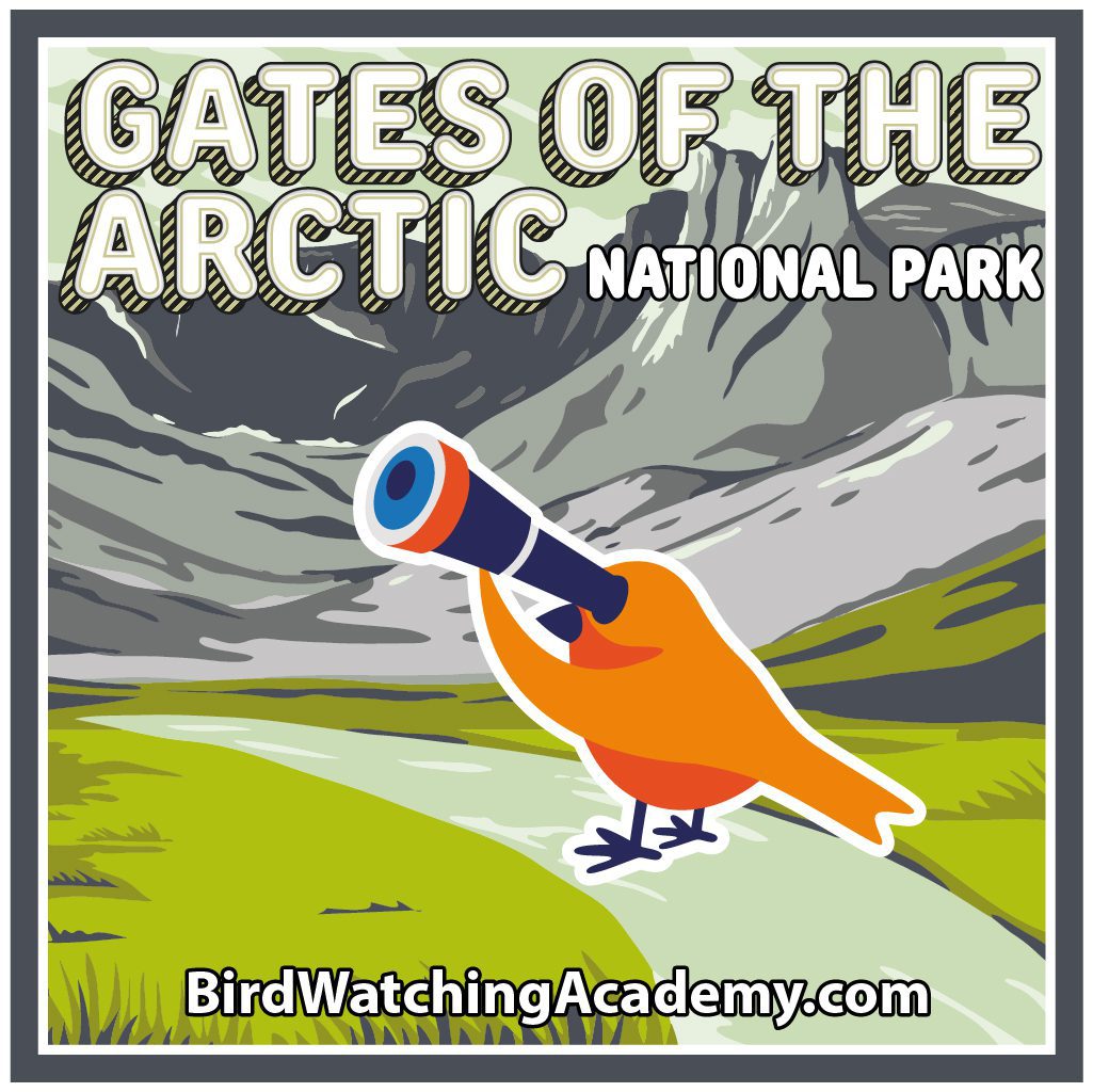 Bird Watching at Gates of the Arctic National Park