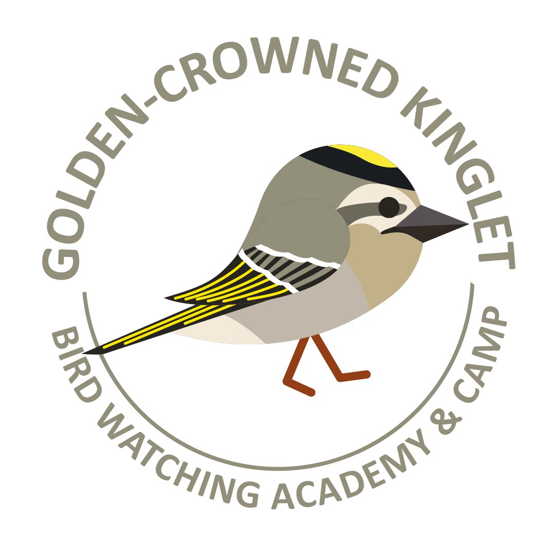 Golden-crowned Kinglet